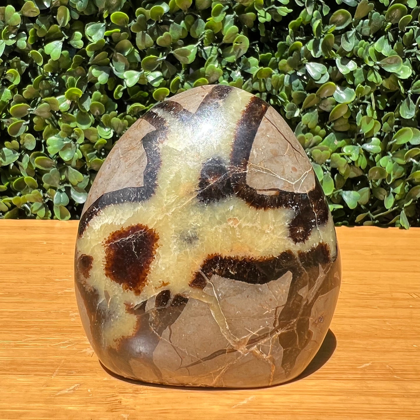 Septarian Yellow Calcite Free Form