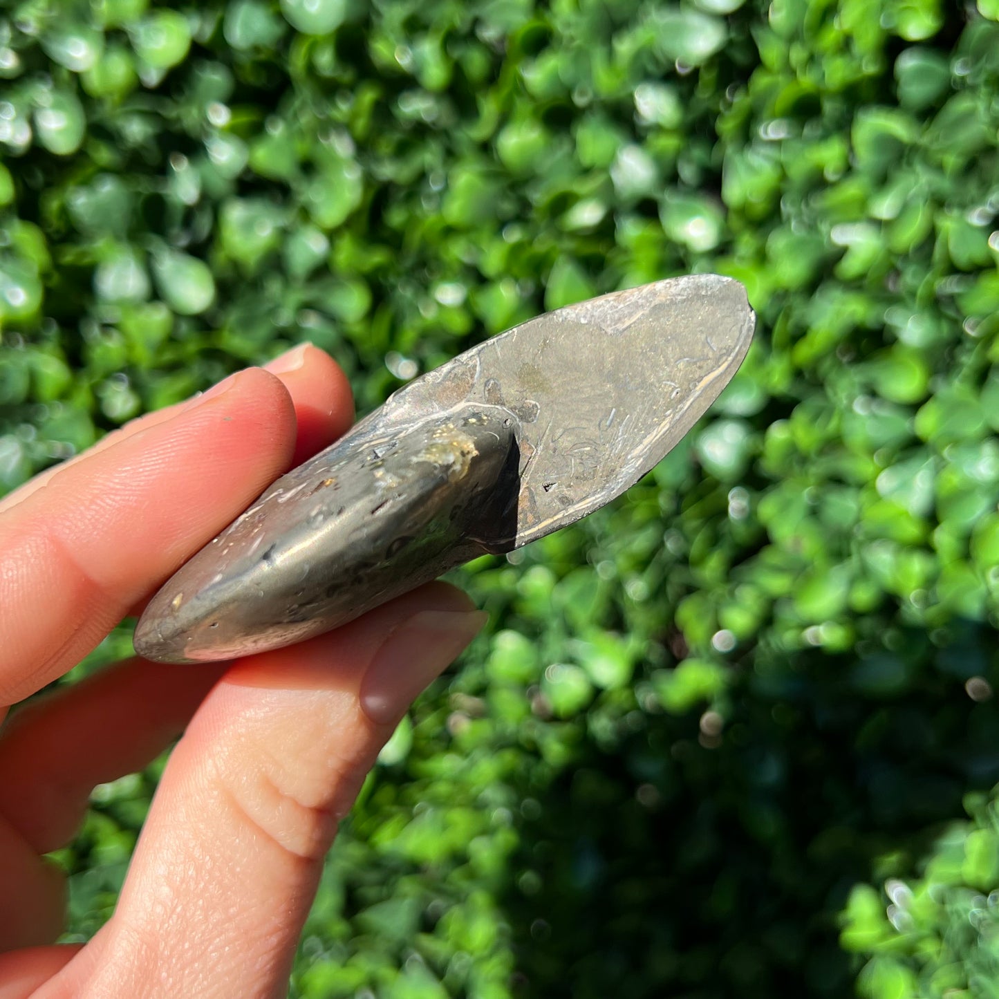 Pyrite Ammonite Shell
