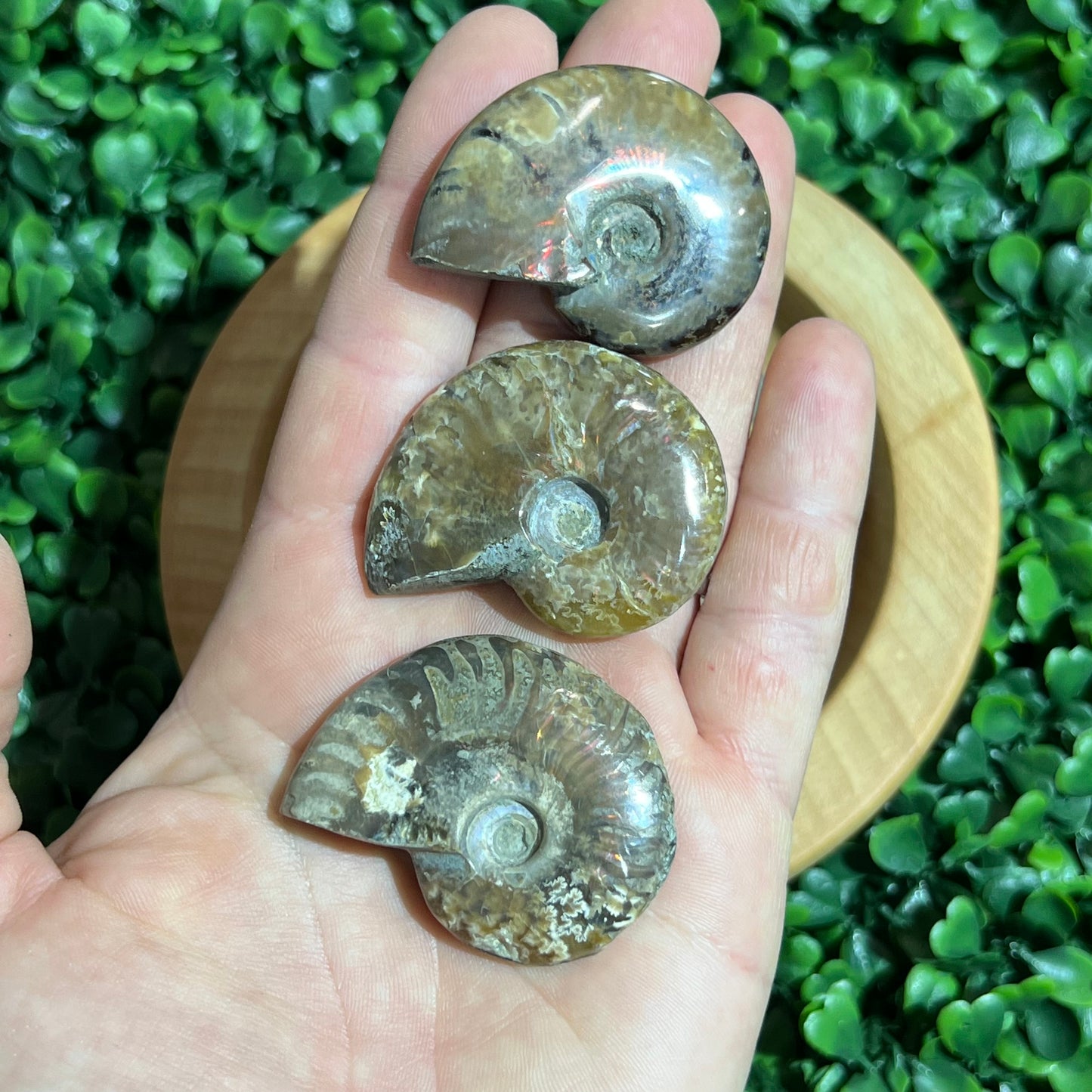 Small Ammonite’s
