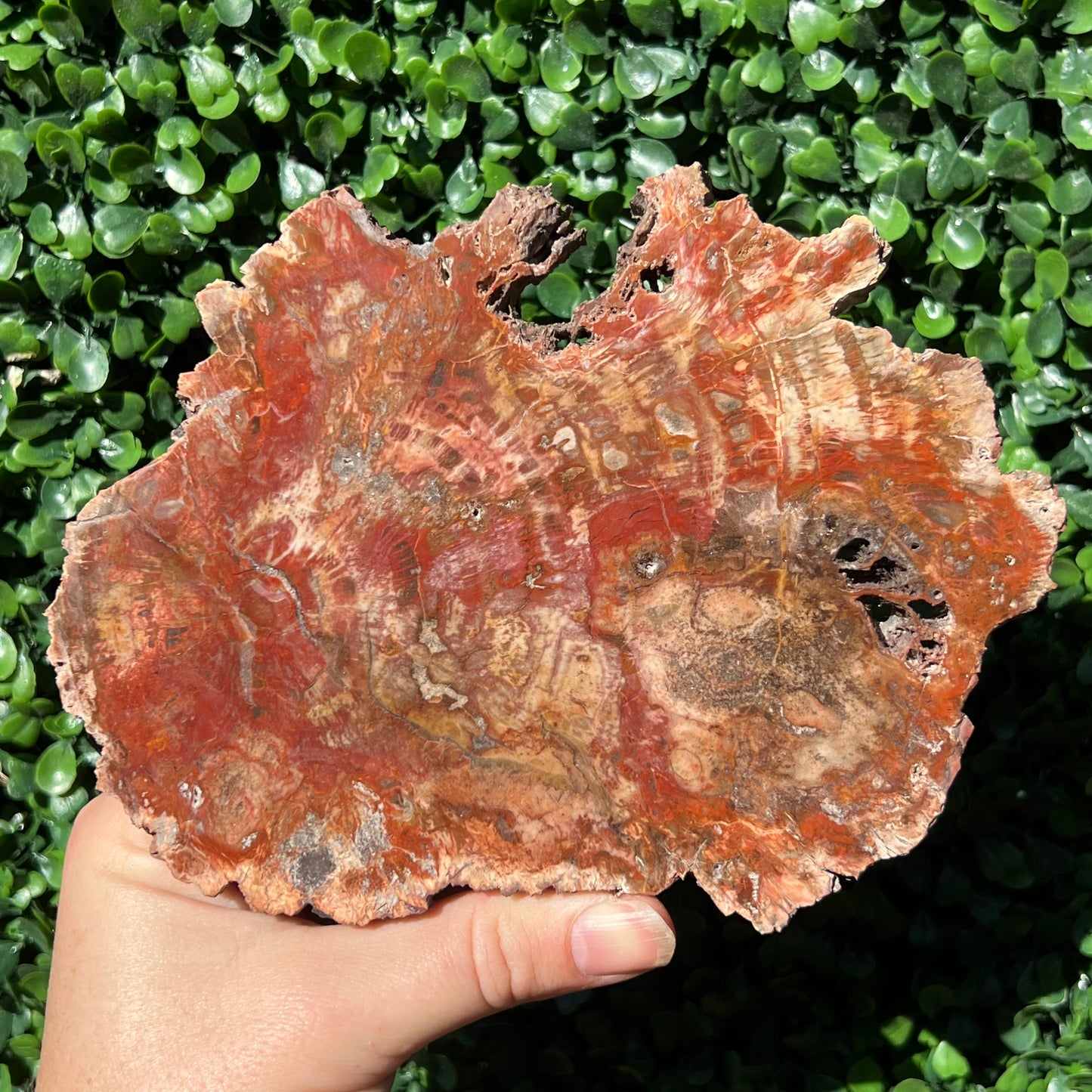 Petrified Wood Slice