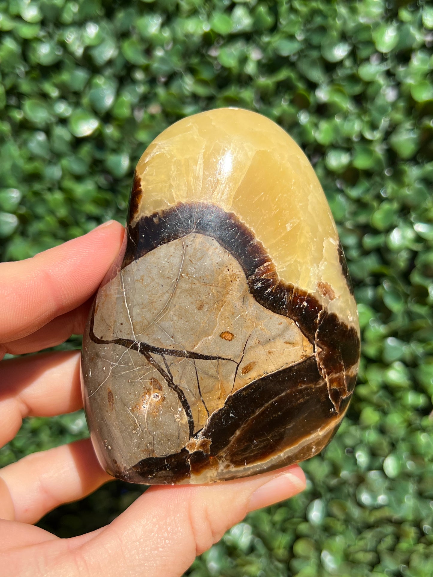 Septarian Yellow Calcite Free Form