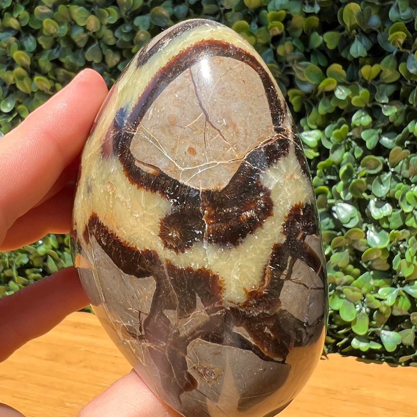 Septarian Yellow Calcite Free Form