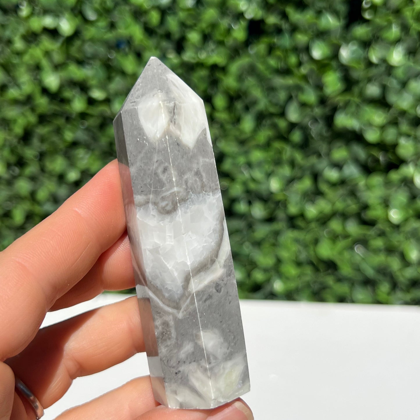 Shell Fossil Jasper Point