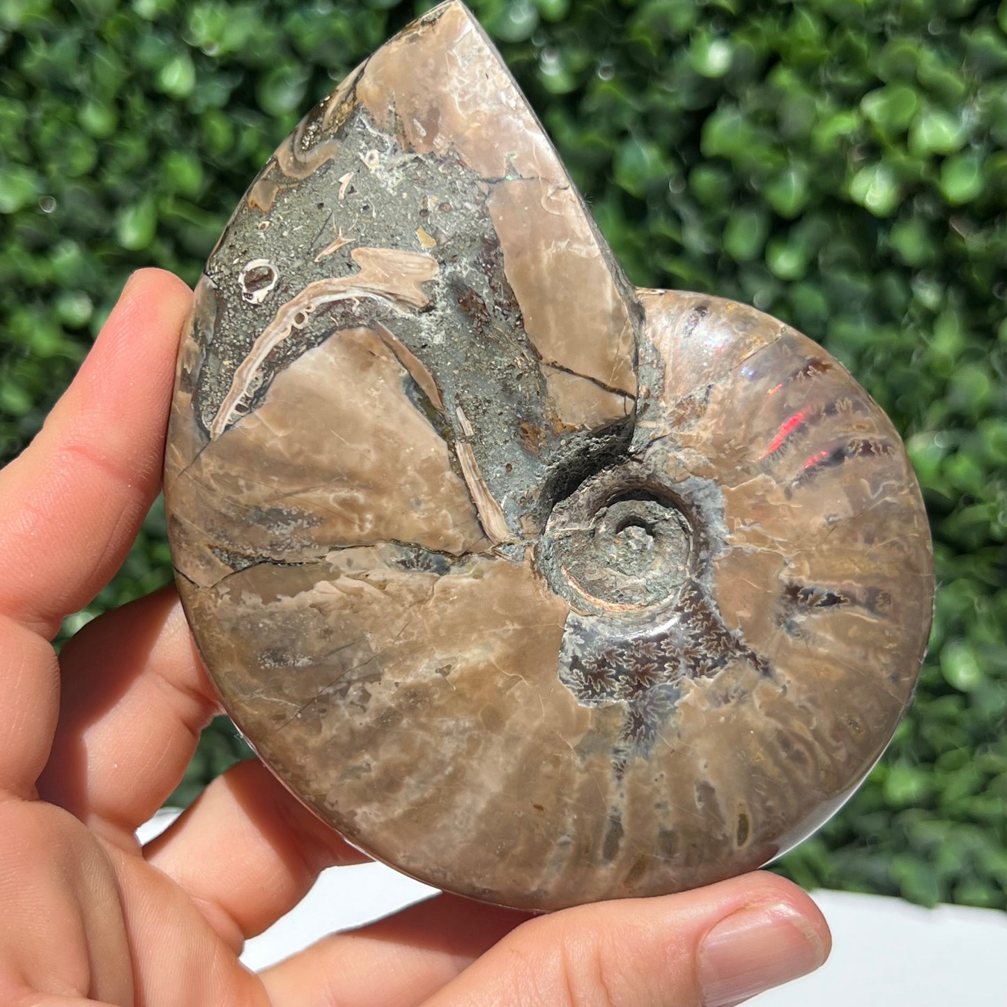 Ammonite Shell