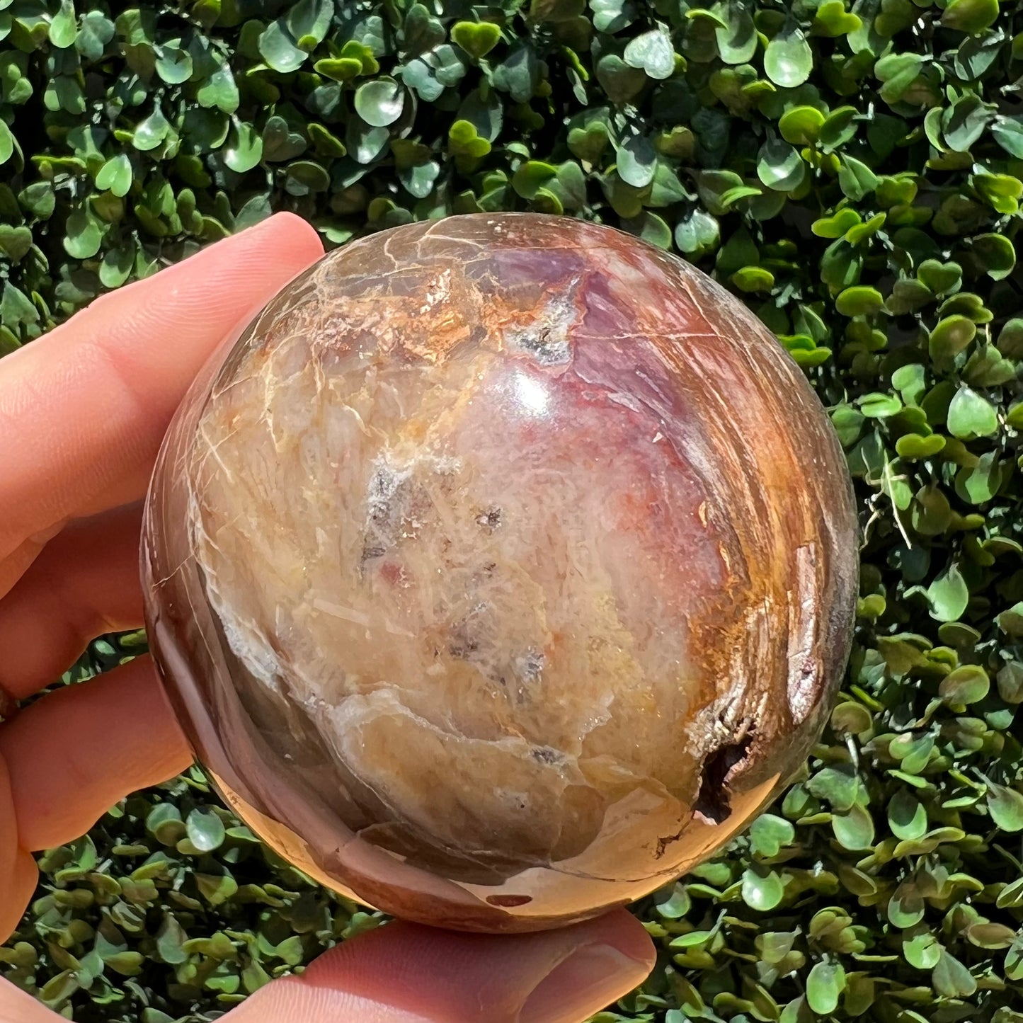 Petrified Wood Sphere