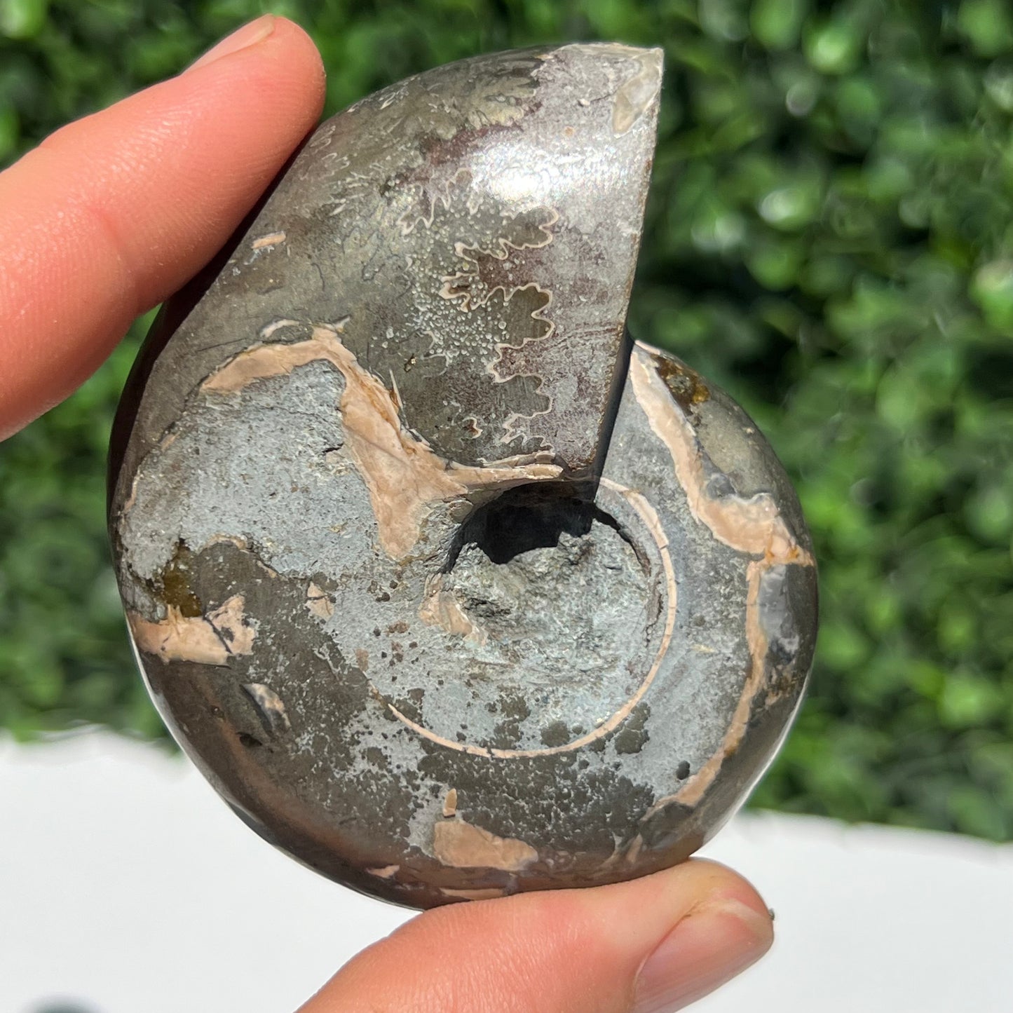 Pyrite Ammonite Shell
