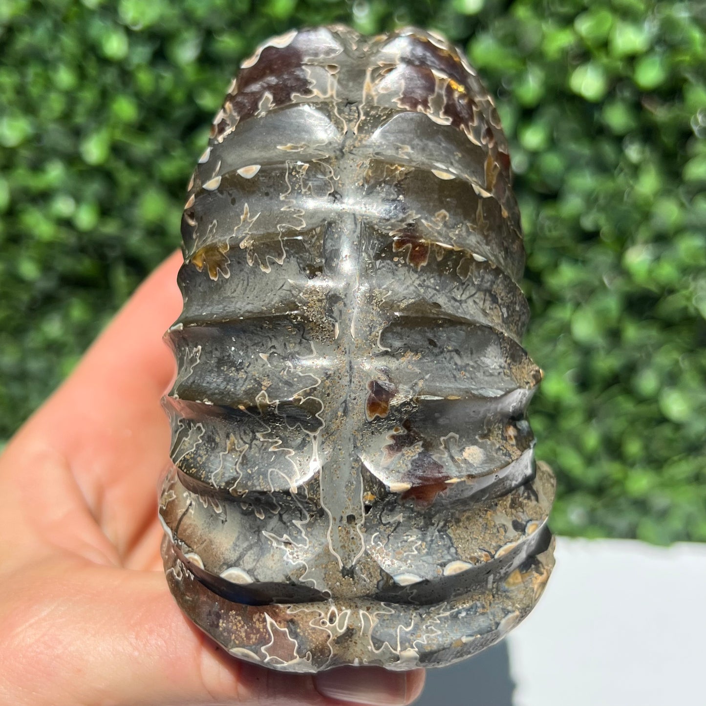 Nautilus Fossil Shell
