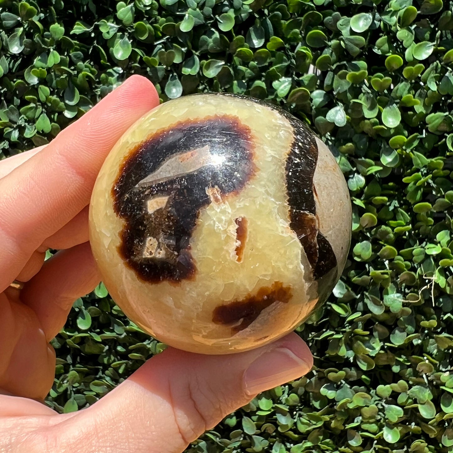 Septarian Yellow Calcite Sphere’s