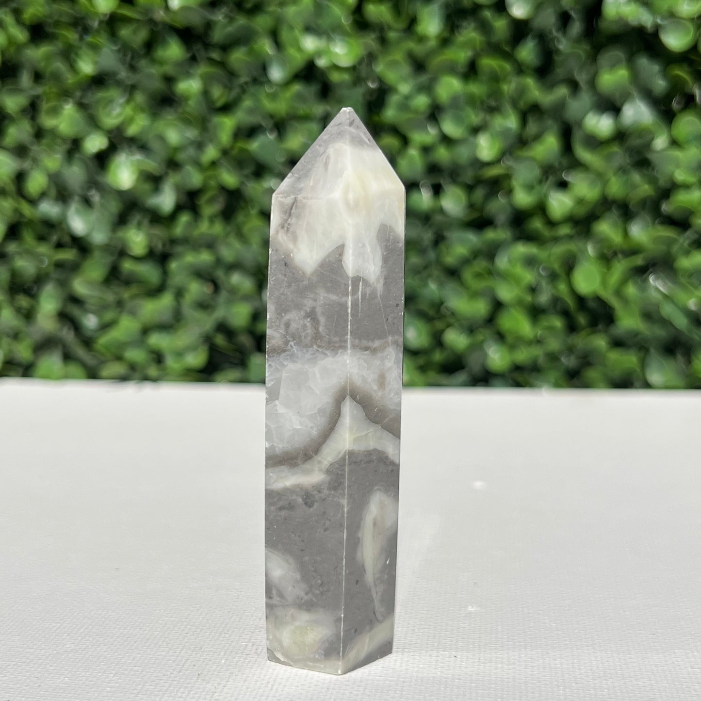 Shell Fossil Jasper Point