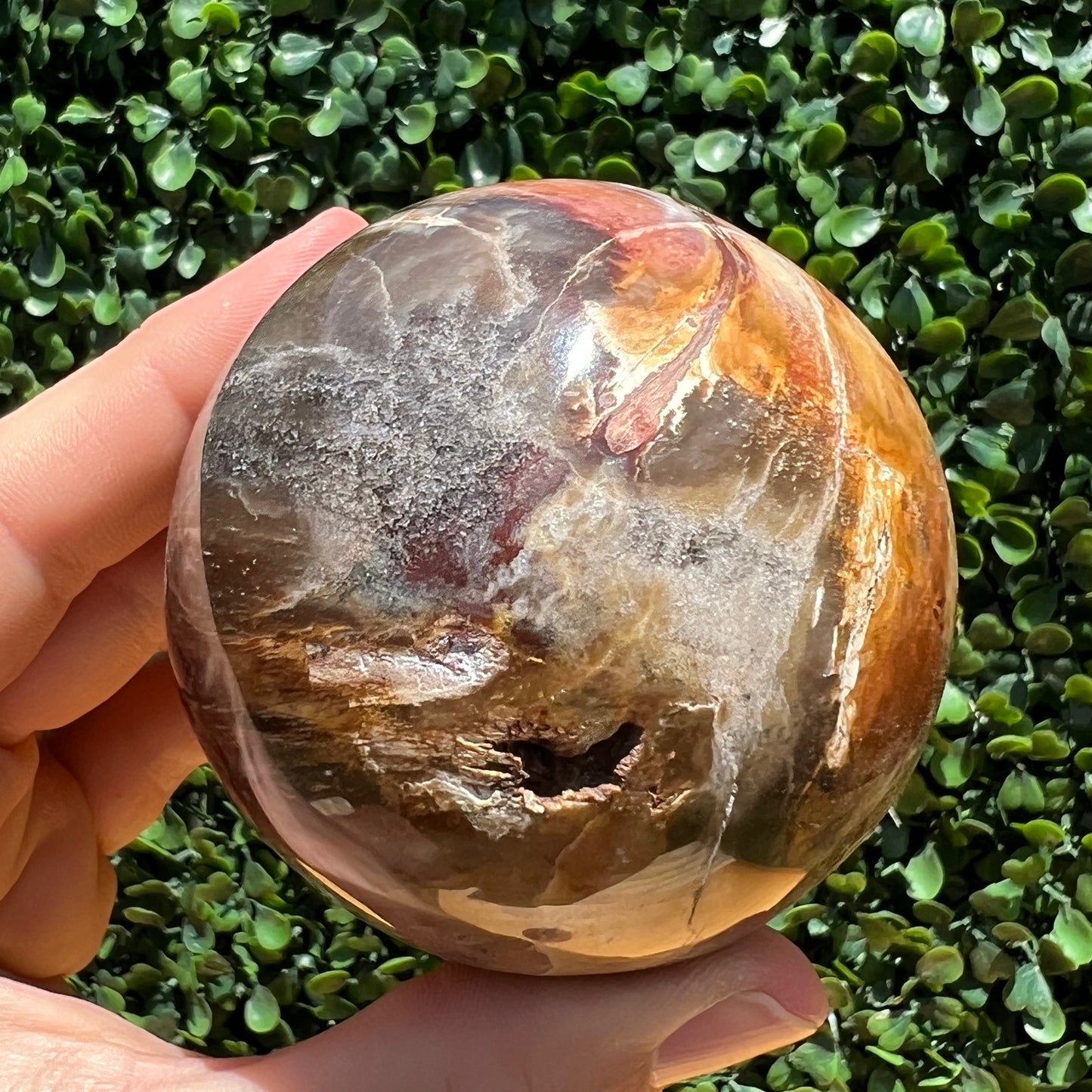Petrified Wood Sphere