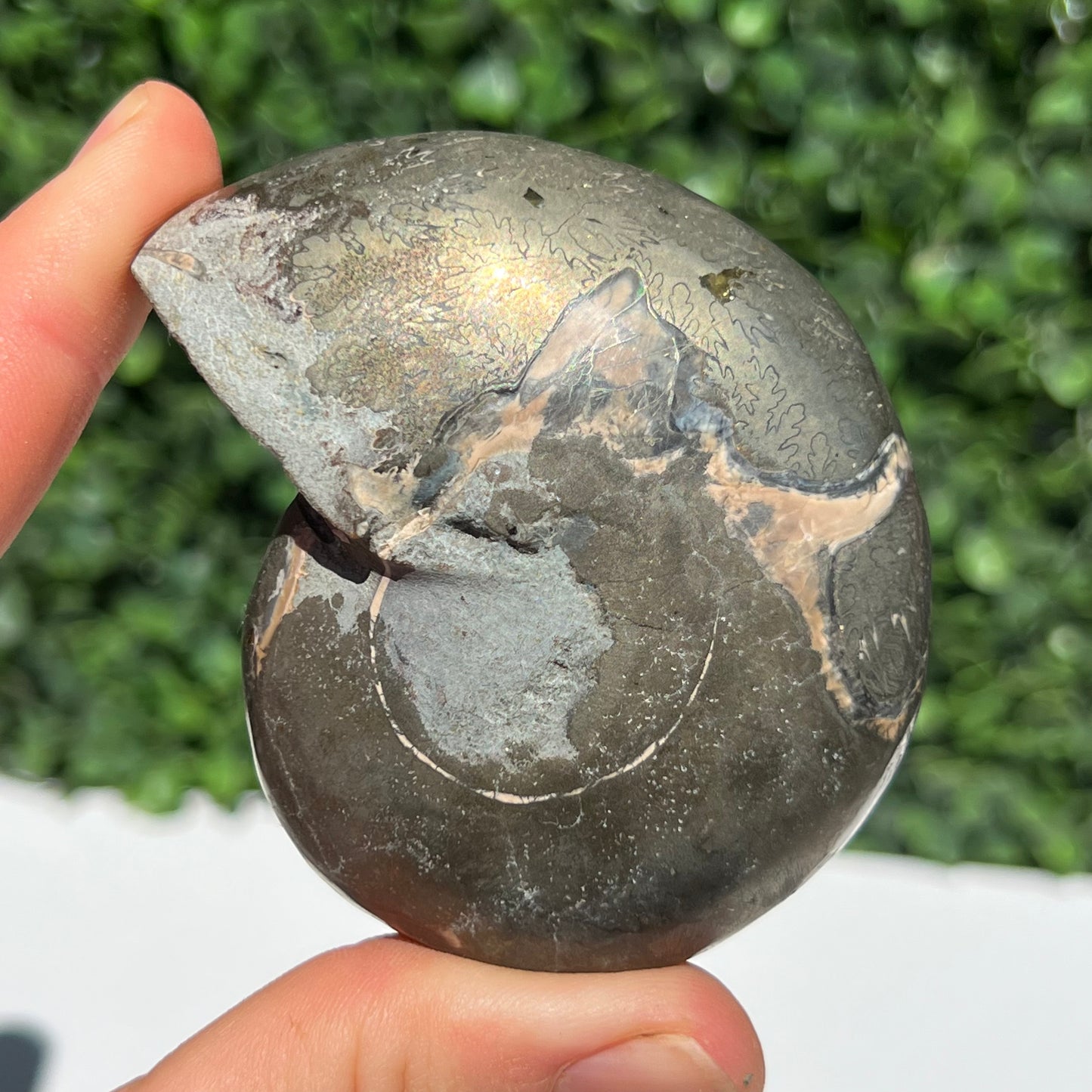 Pyrite Ammonite Shell