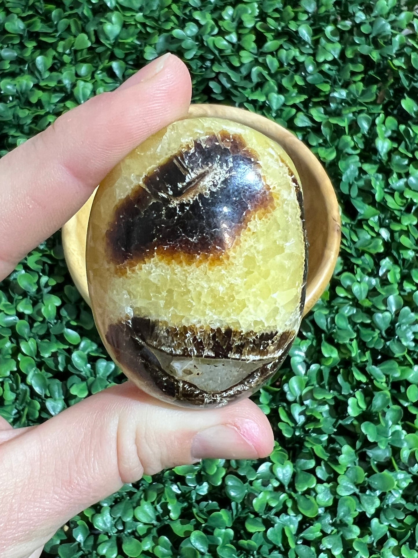 Septarian Palm Stone’s
