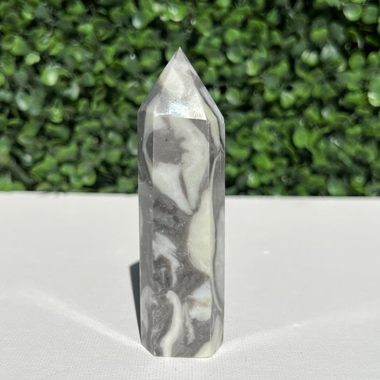 Shell Fossil Jasper Point