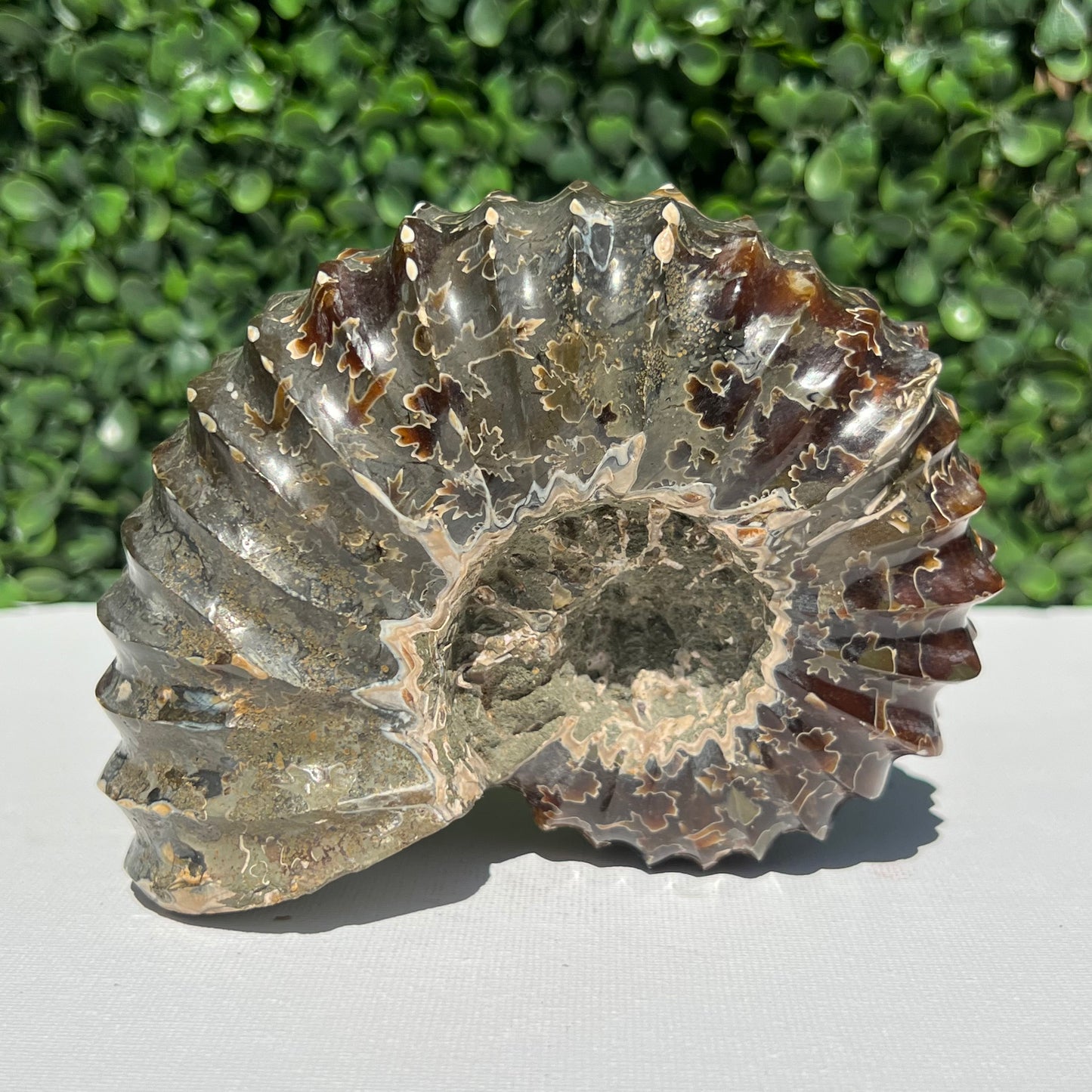 Nautilus Fossil Shell