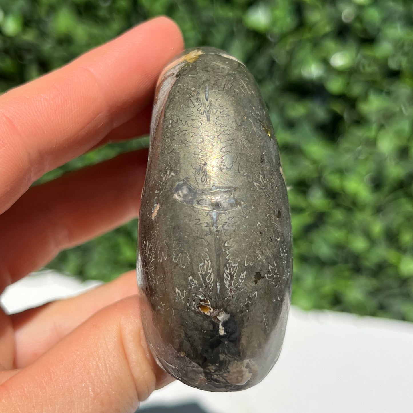 Pyrite Ammonite Shell