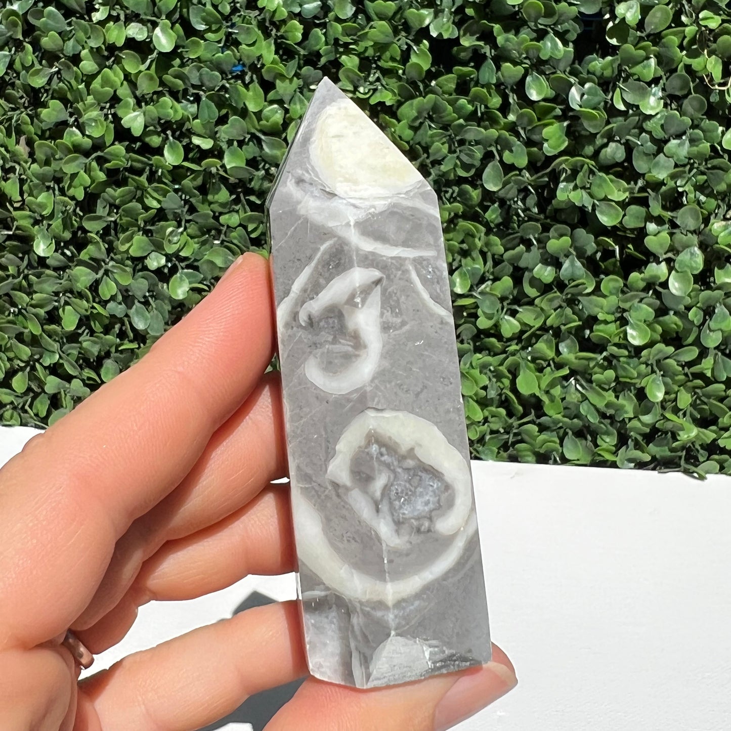 Shell Fossil Jasper Point