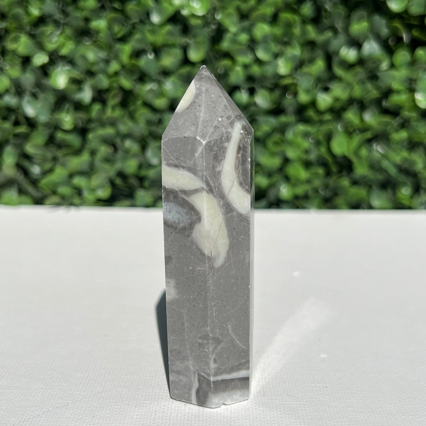 Shell Fossil Jasper Point