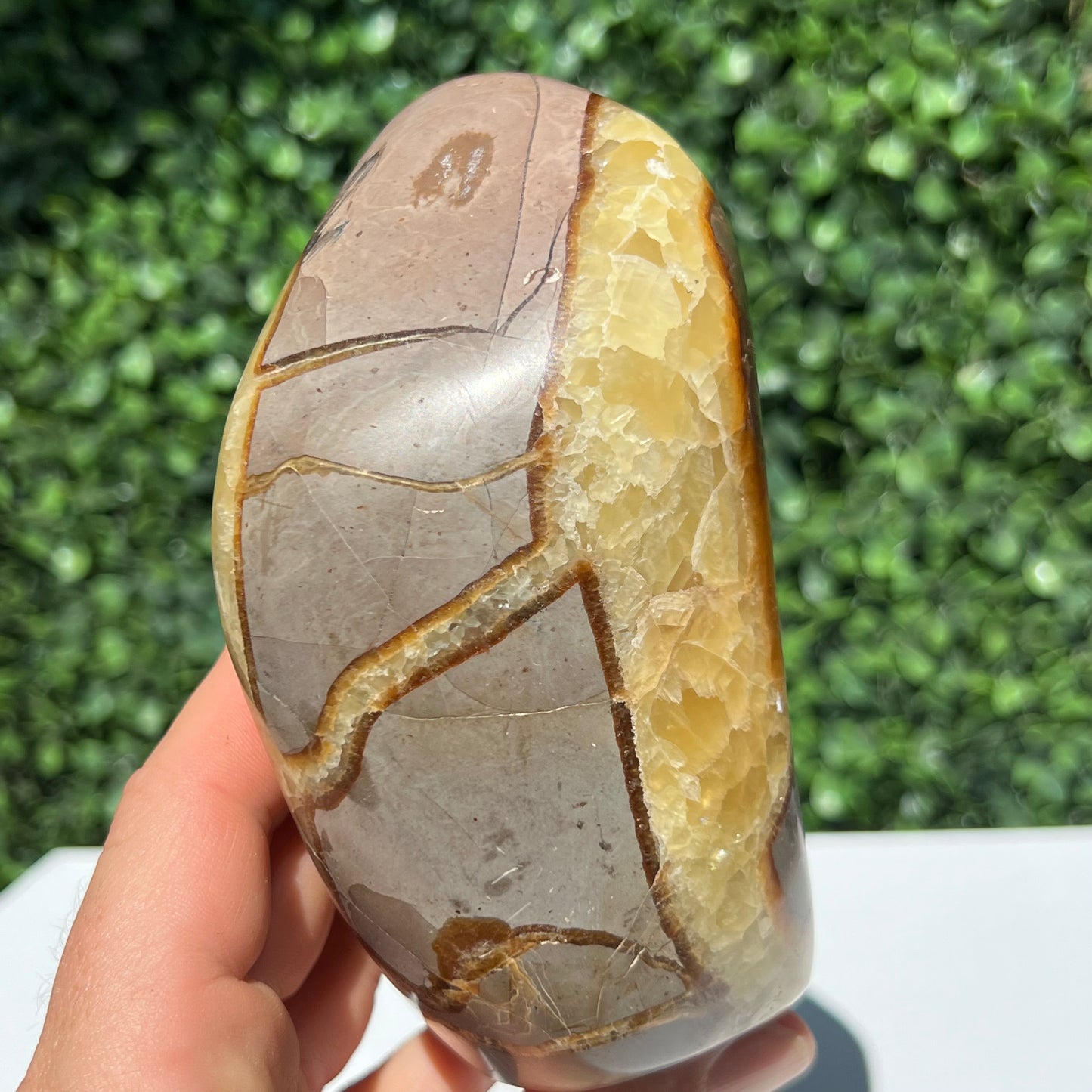 Septarian Yellow Calcite Free Form