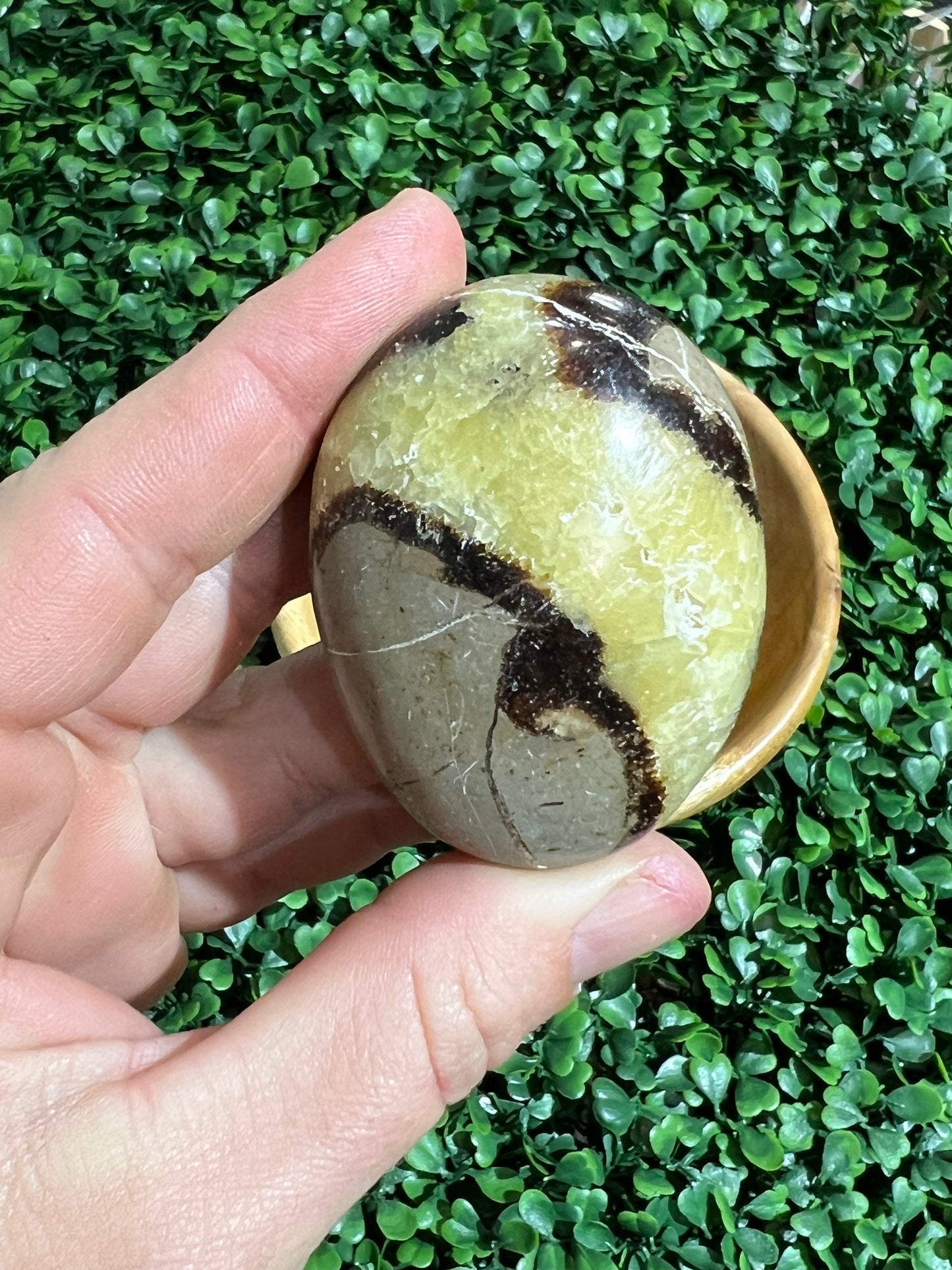 Septarian Palm Stone’s
