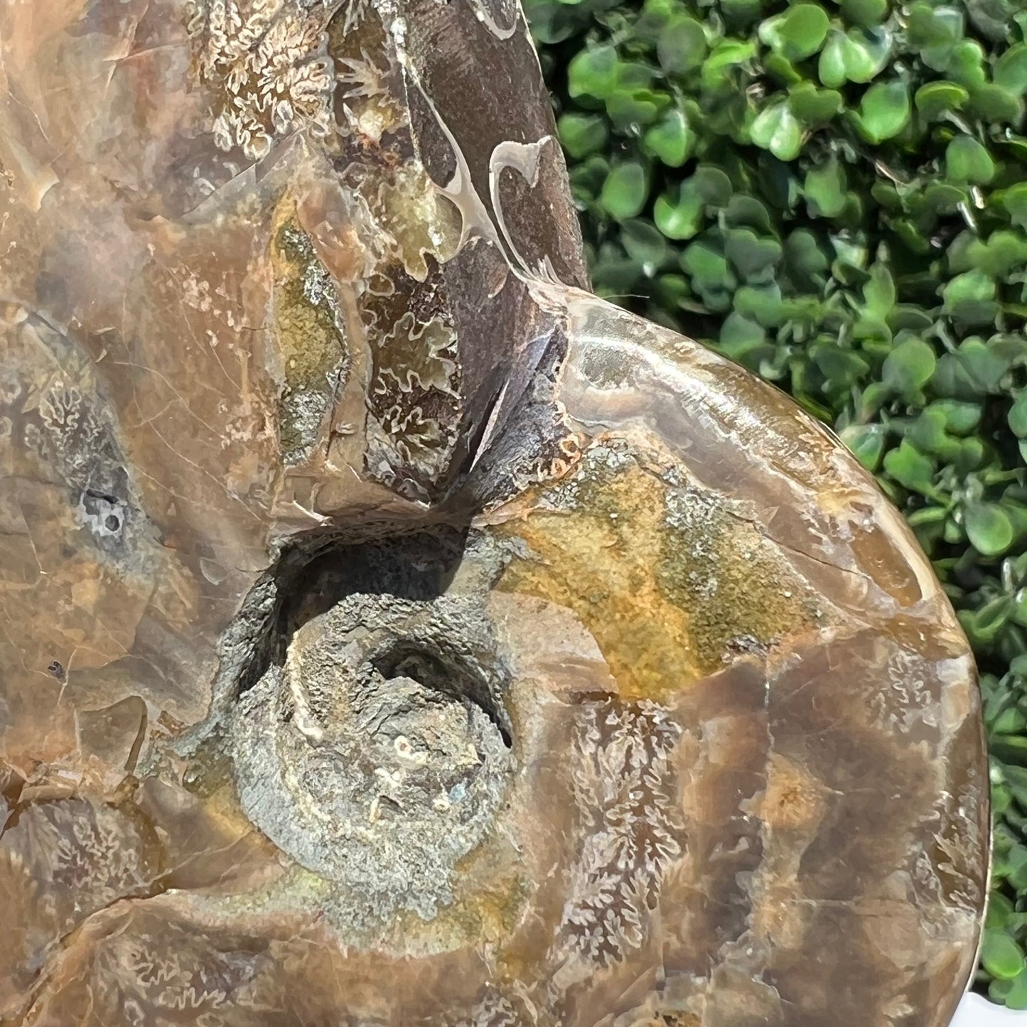 Ammonite Shell
