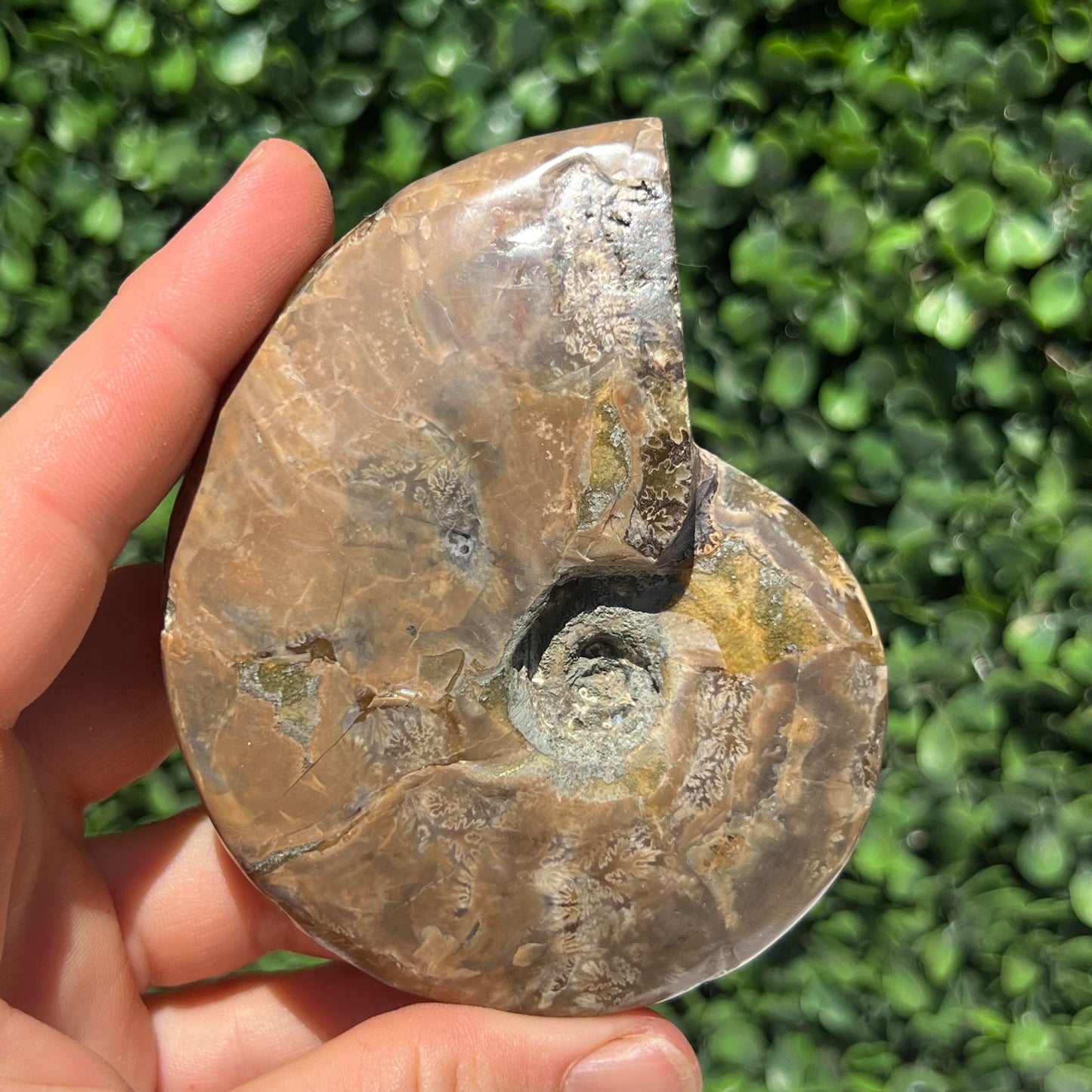 Ammonite Shell
