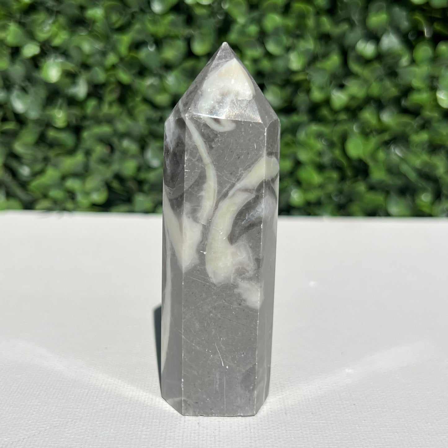 Shell Fossil Jasper Point