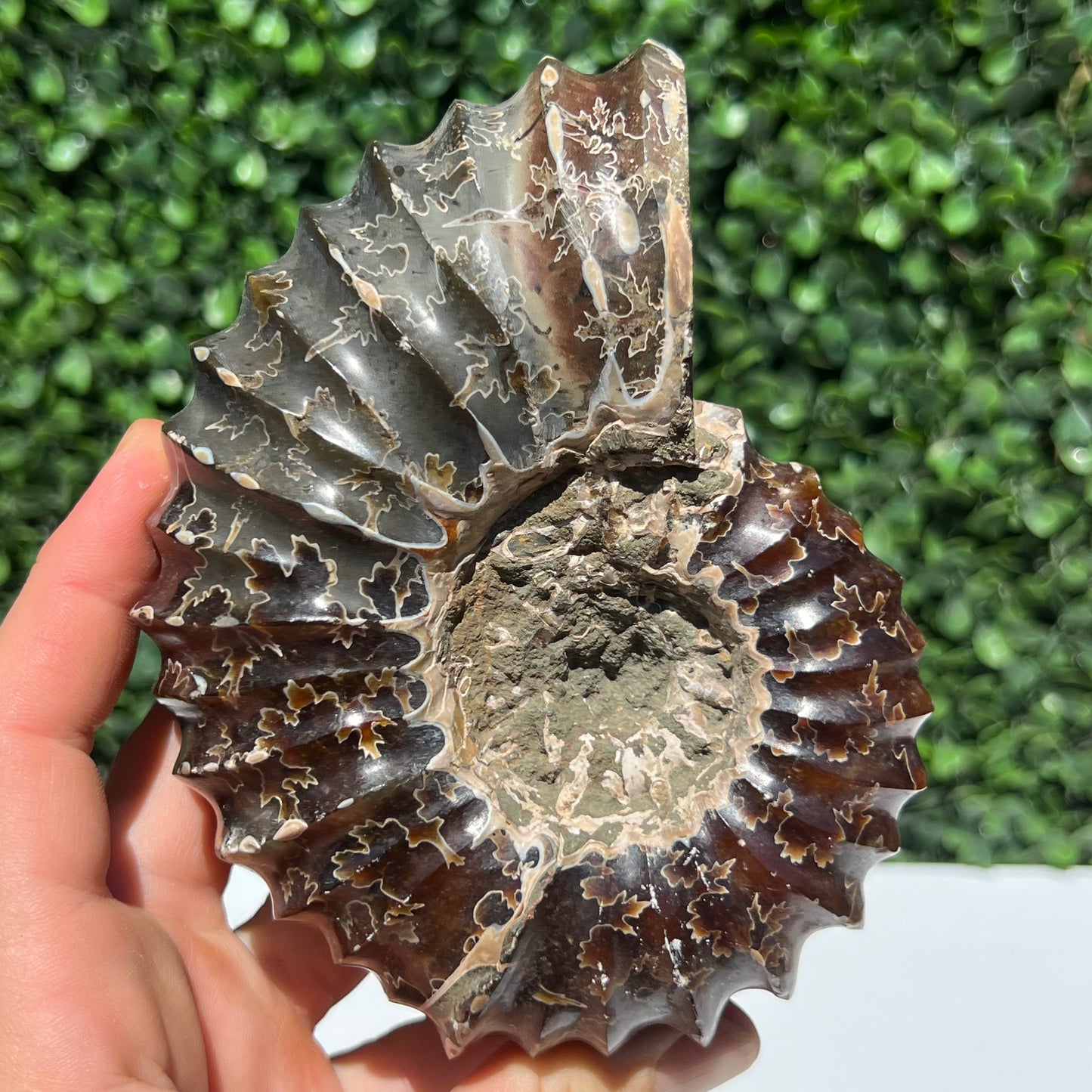 Nautilus Fossil Shell