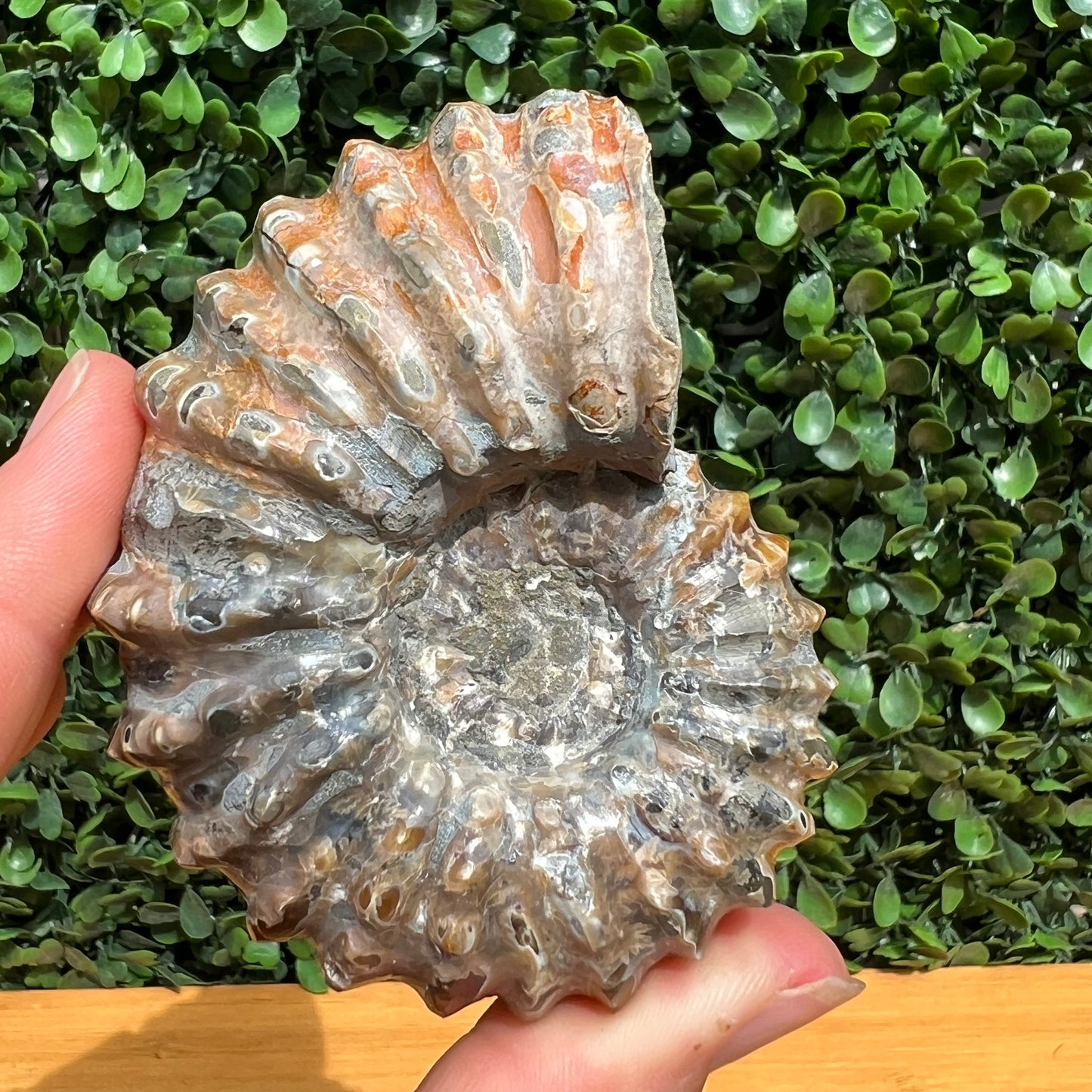 Nautilus Fossil Shell