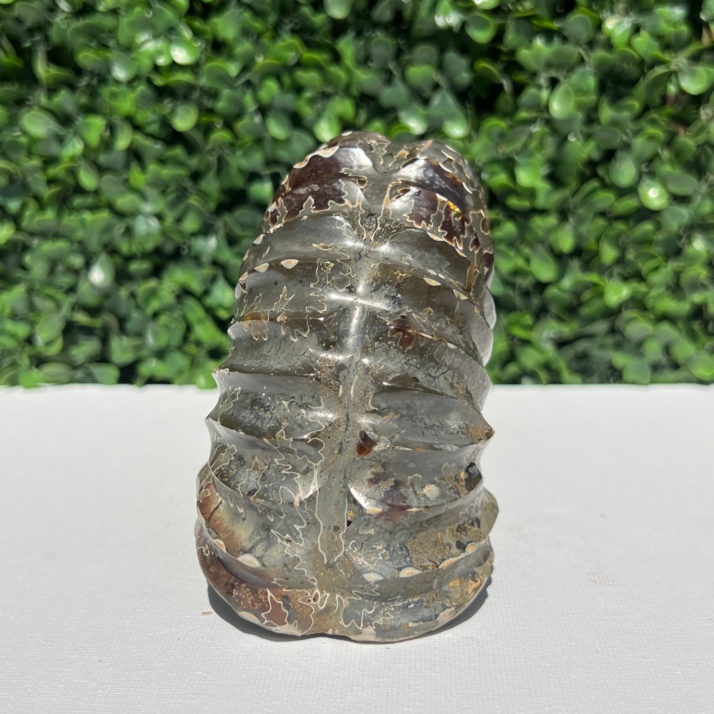 Nautilus Fossil Shell