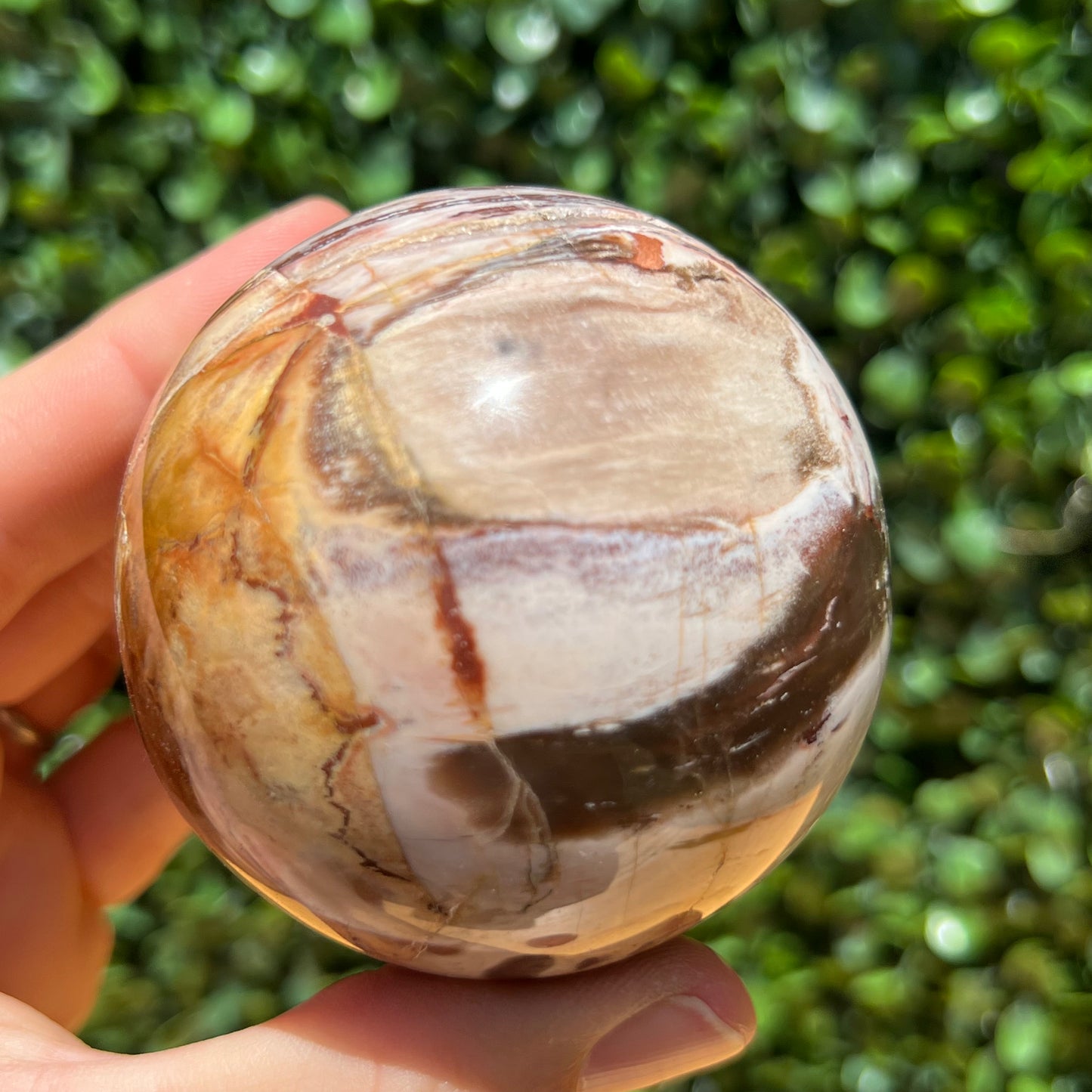Petrified Wood Sphere