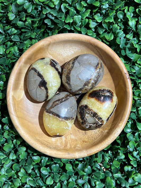 Septarian Palm Stone’s