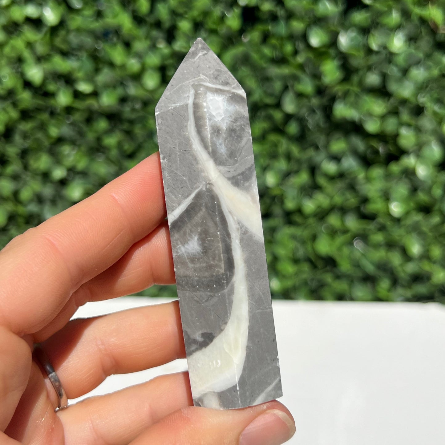 Shell Fossil Jasper Point