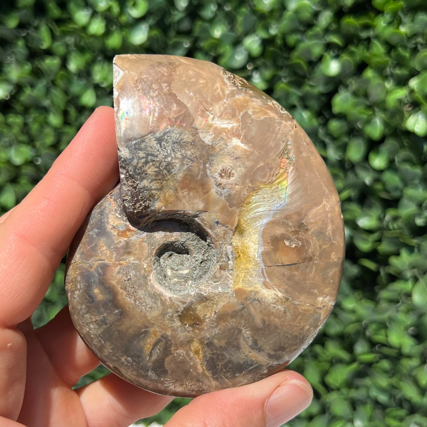 Ammonite Shell