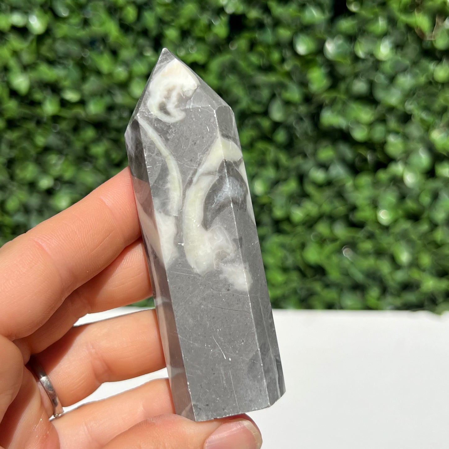 Shell Fossil Jasper Point