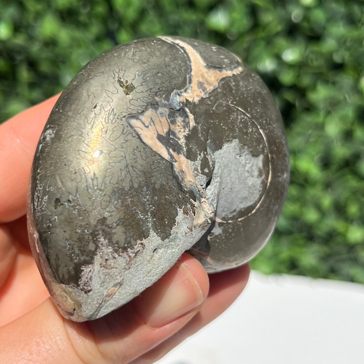 Pyrite Ammonite Shell