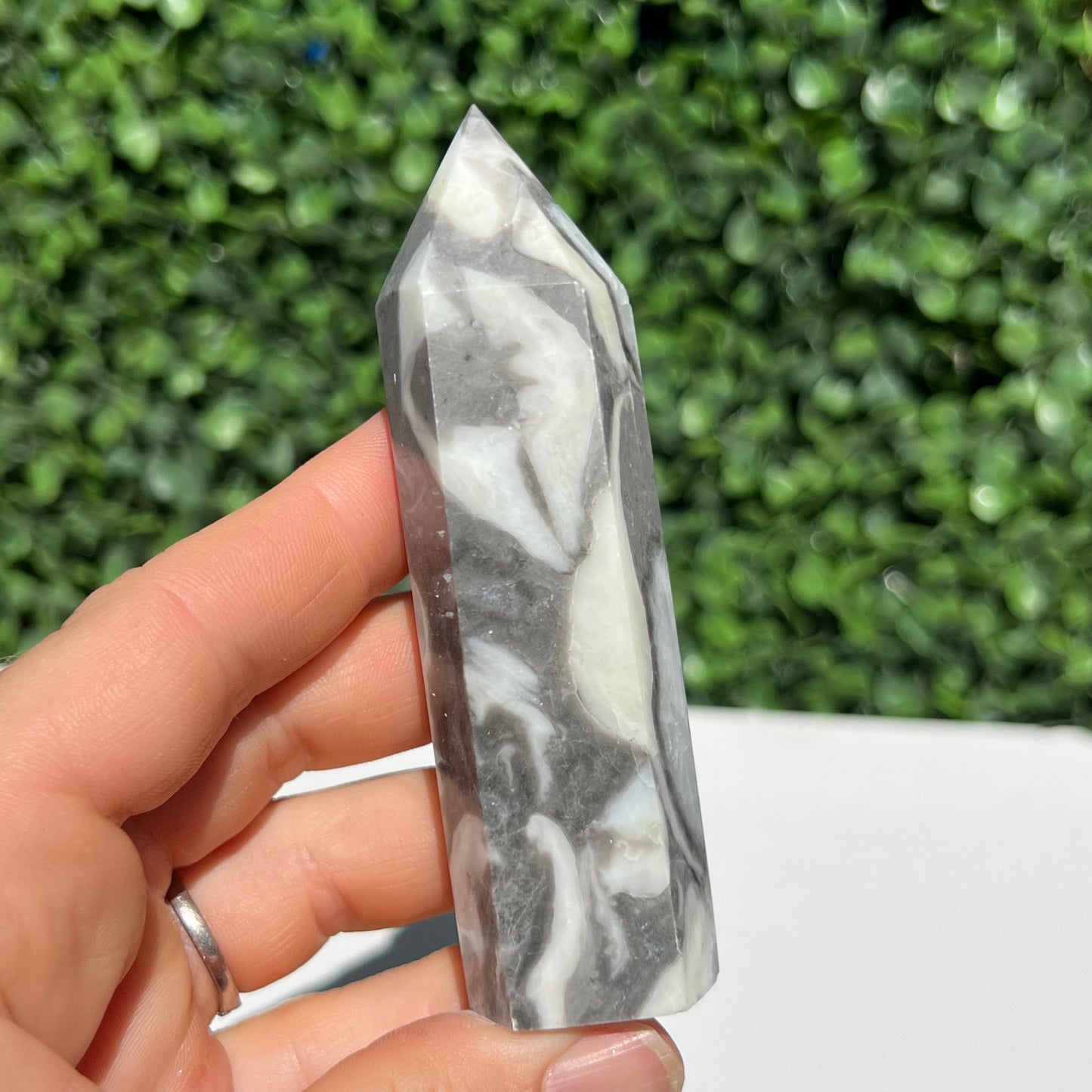 Shell Fossil Jasper Point