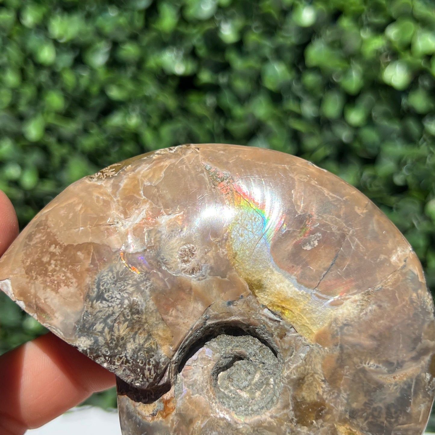 Ammonite Shell