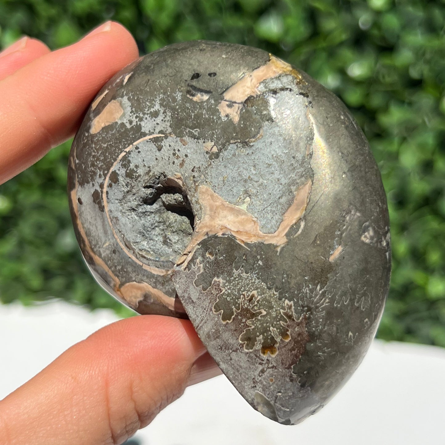 Pyrite Ammonite Shell