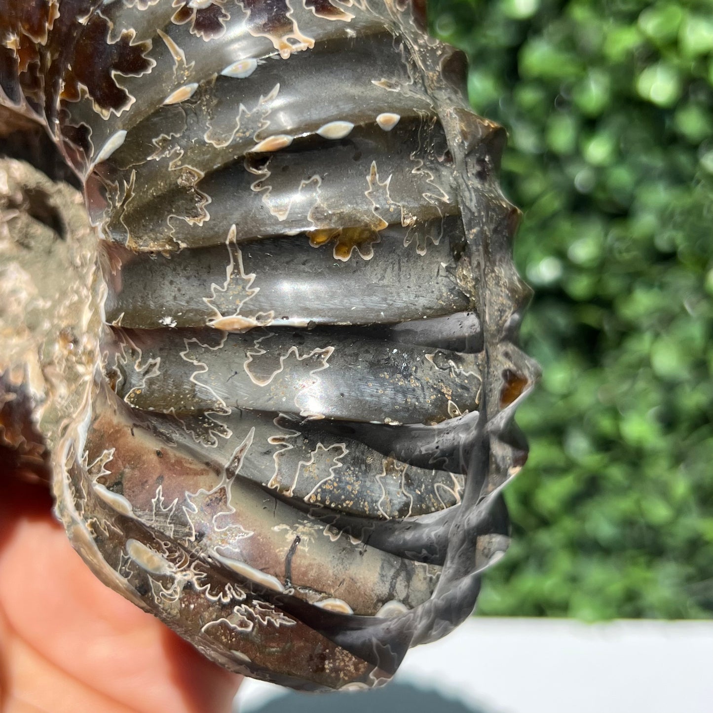 Nautilus Fossil Shell