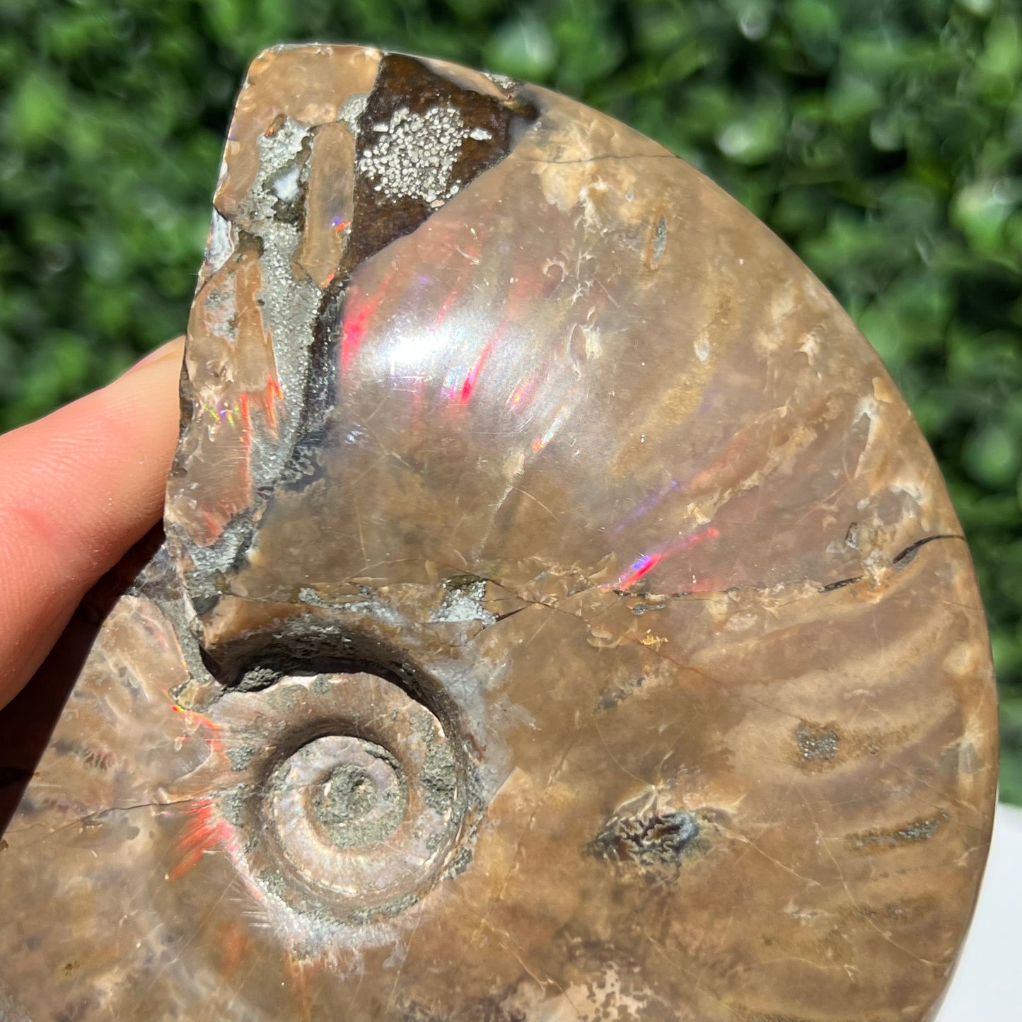 Ammonite Shell
