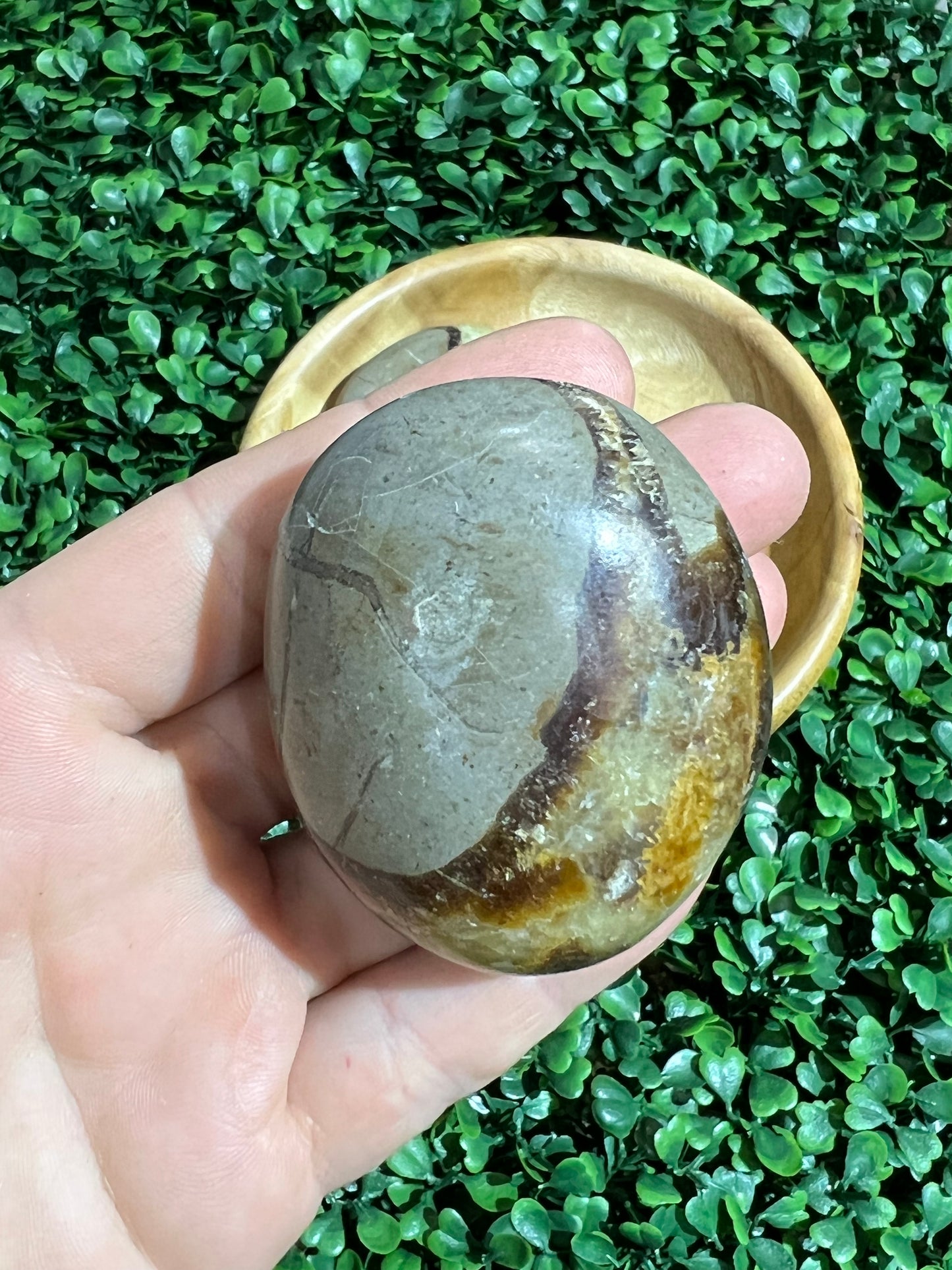 Septarian Palm Stone’s