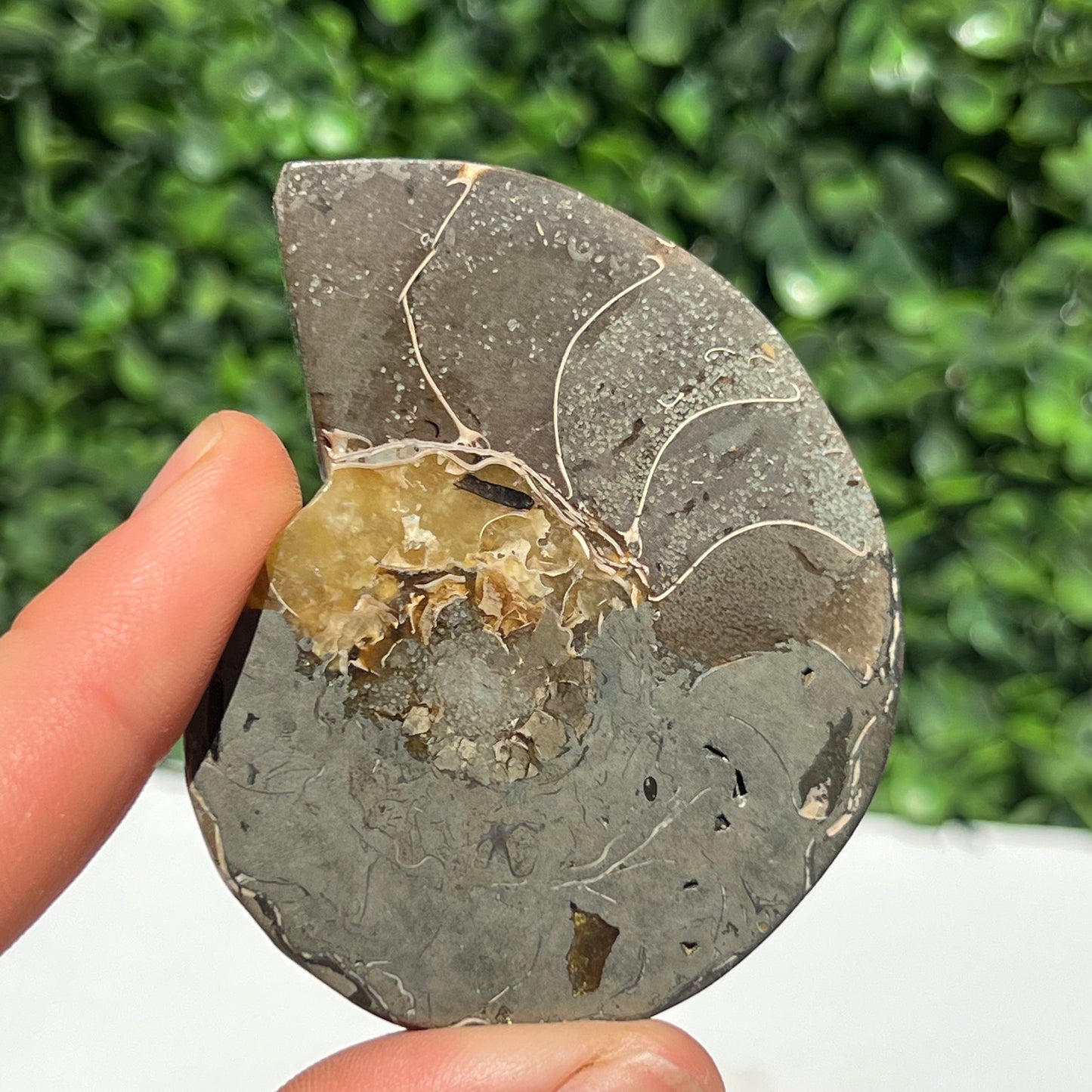 Pyrite Ammonite Shell Pair