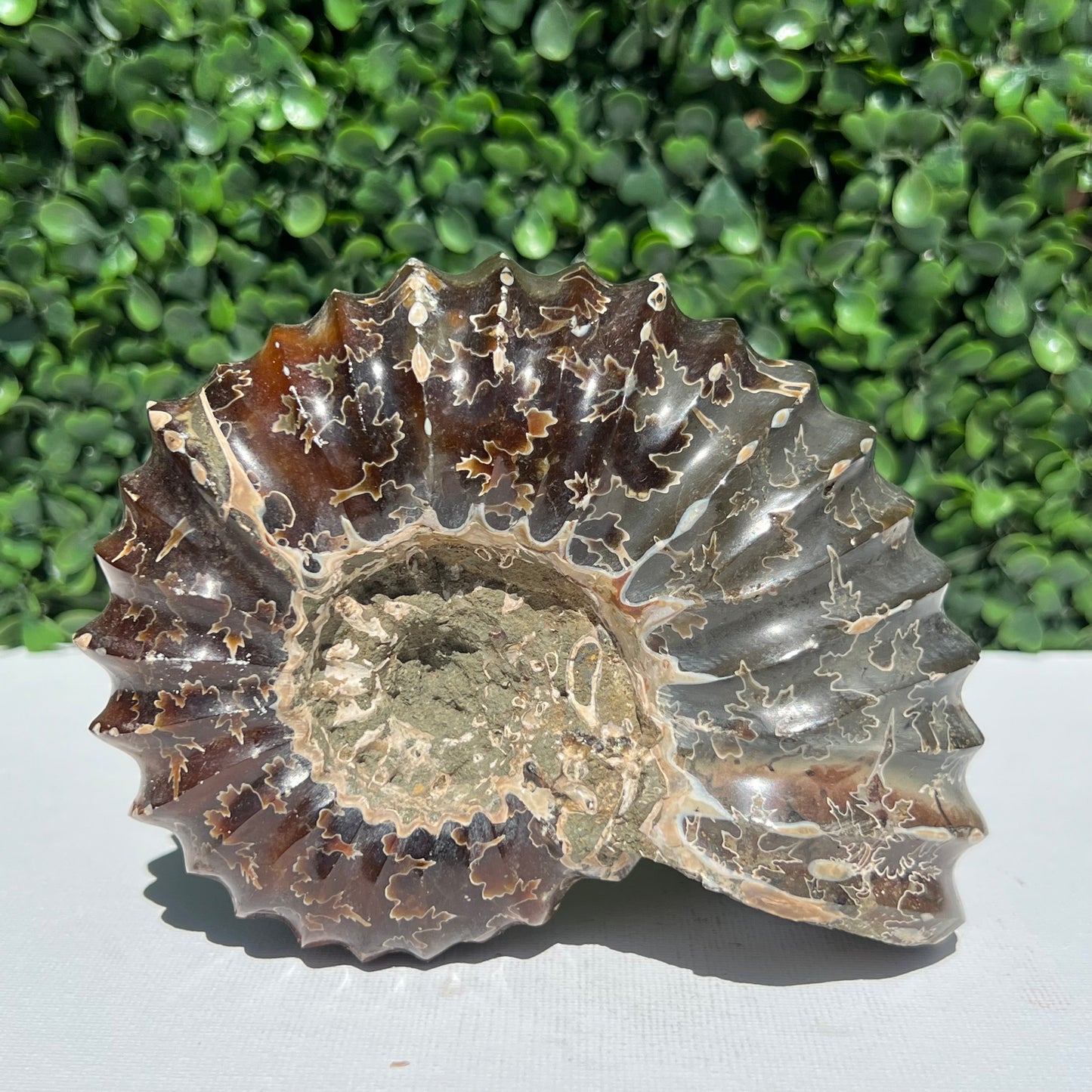Nautilus Fossil Shell
