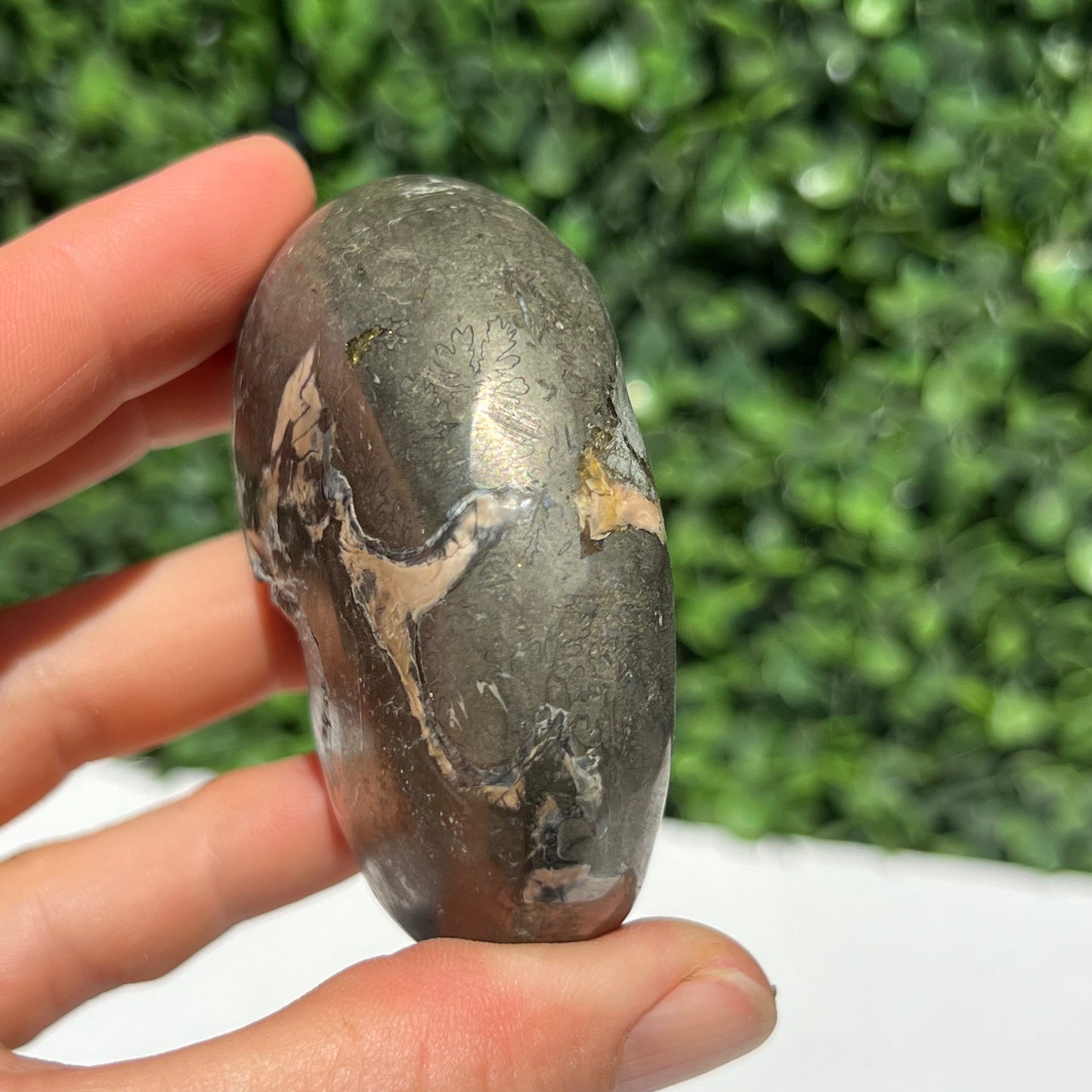 Pyrite Ammonite Shell