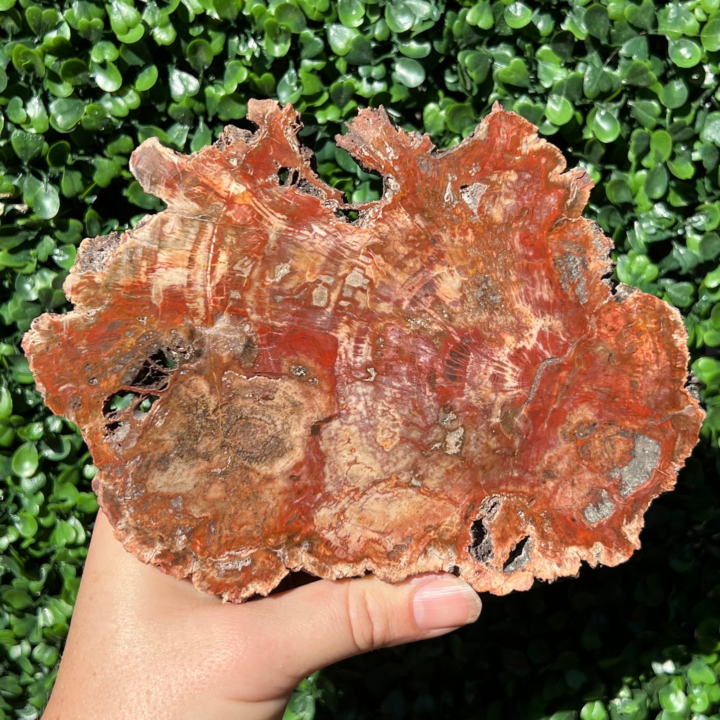 Petrified Wood Slice