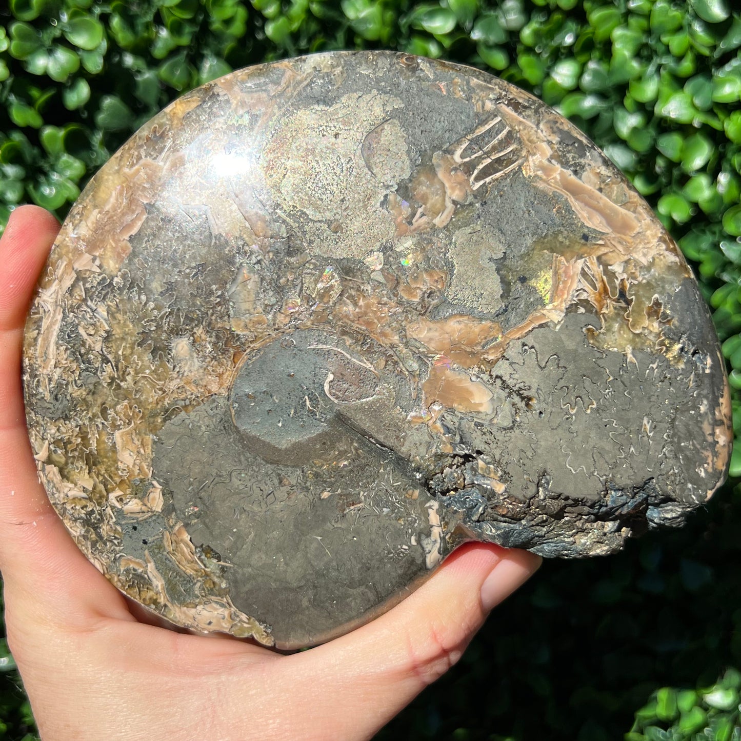 Pyrite Ammonite Shell