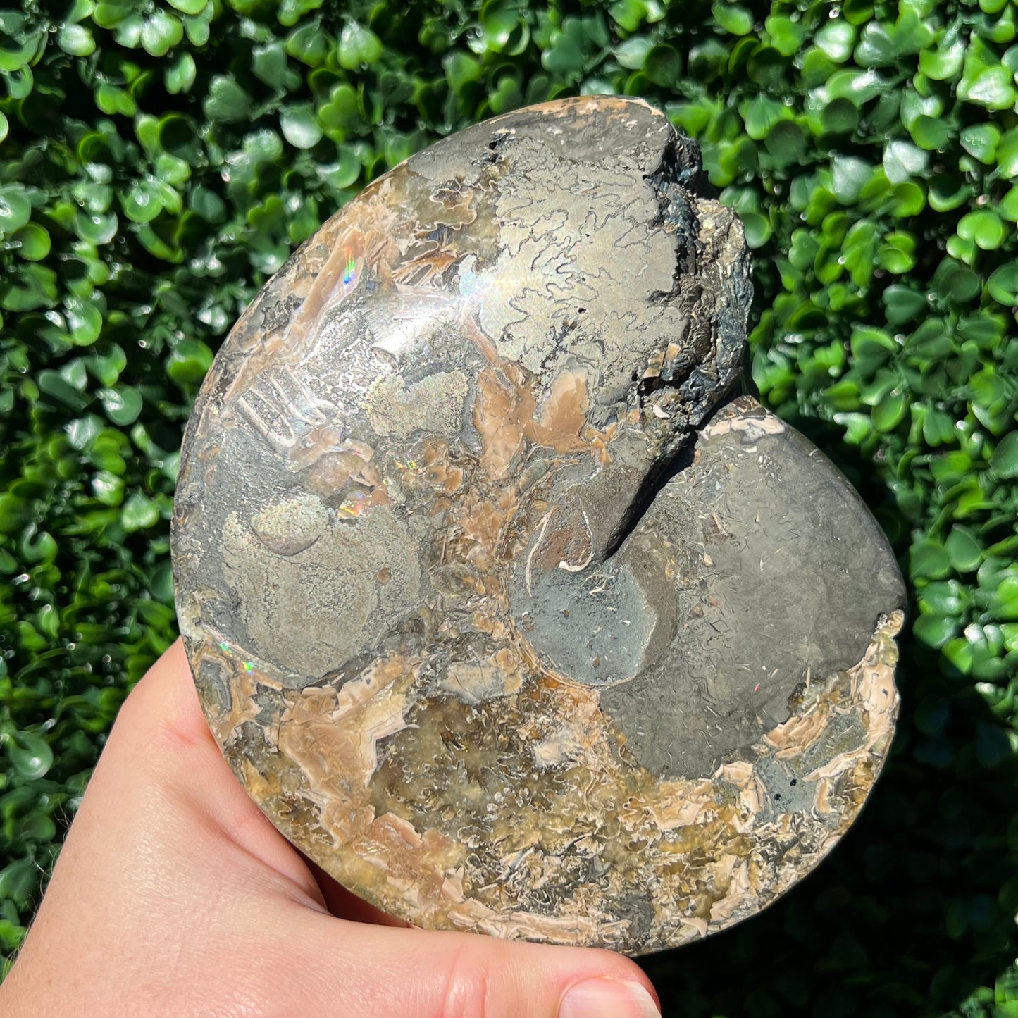Pyrite Ammonite Shell