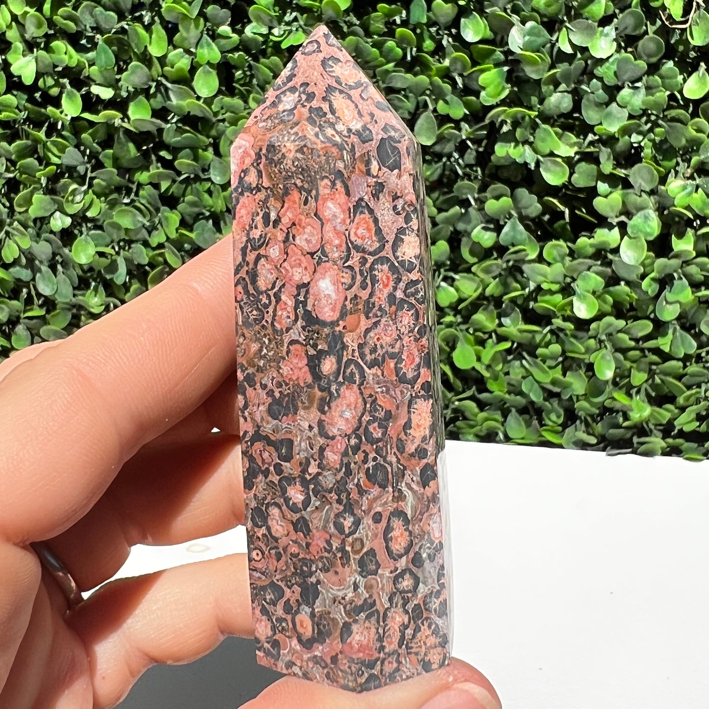 Leopard Skin Point