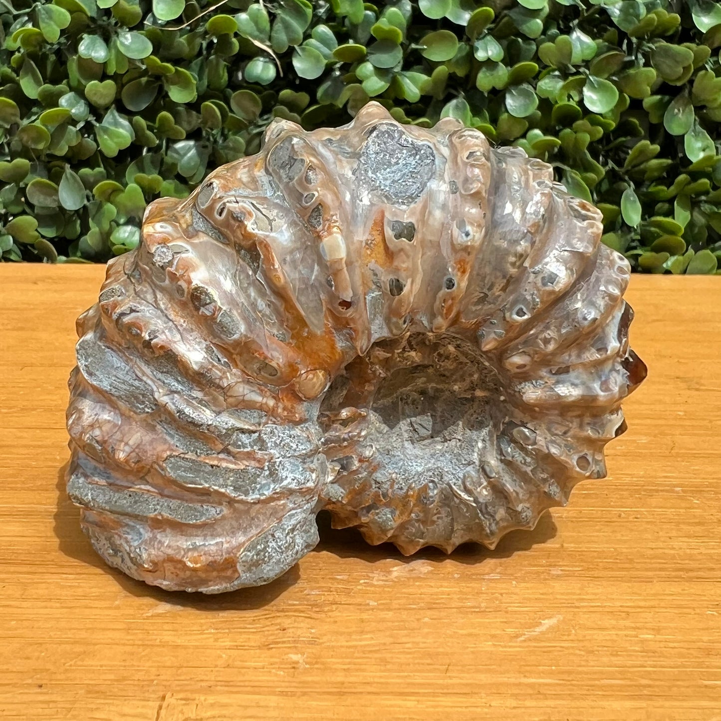 Nautilus Fossil Shell – The Crystal Society Pty Ltd