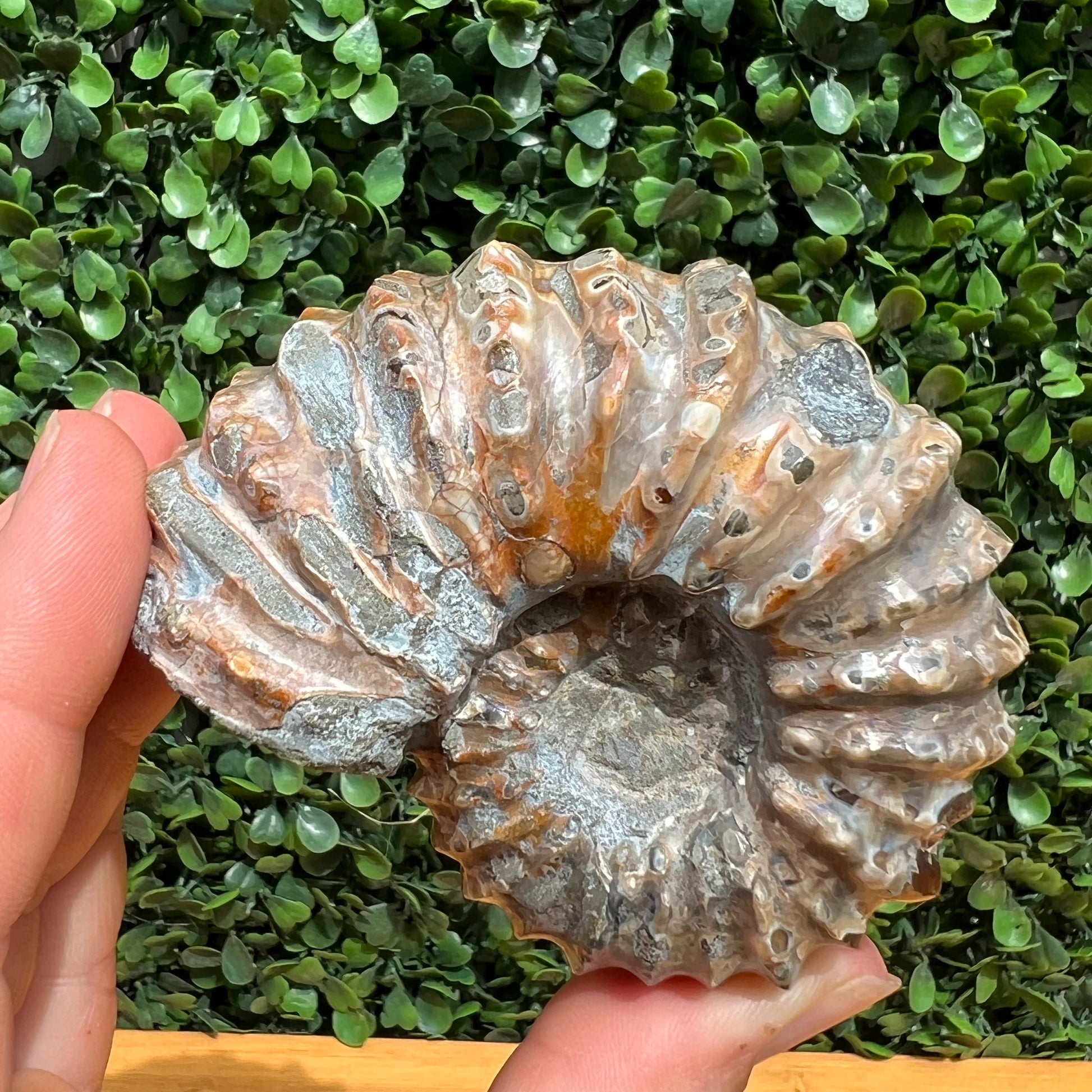 Fosiol Shell Nautilus Fossil Shell – The Crystal Society Pty Ltd
